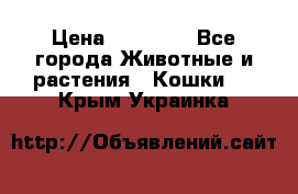 Zolton › Цена ­ 30 000 - Все города Животные и растения » Кошки   . Крым,Украинка